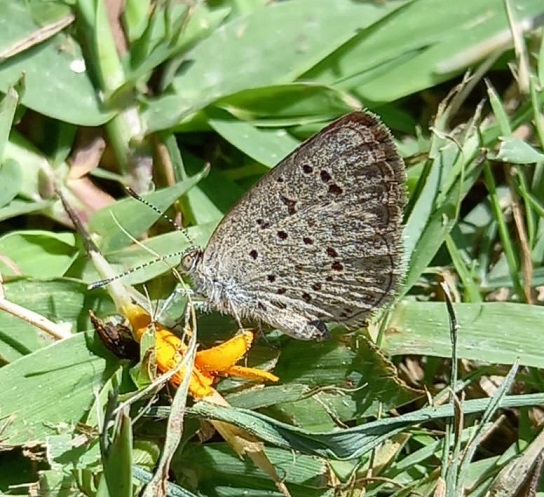 Zizeeria knysna